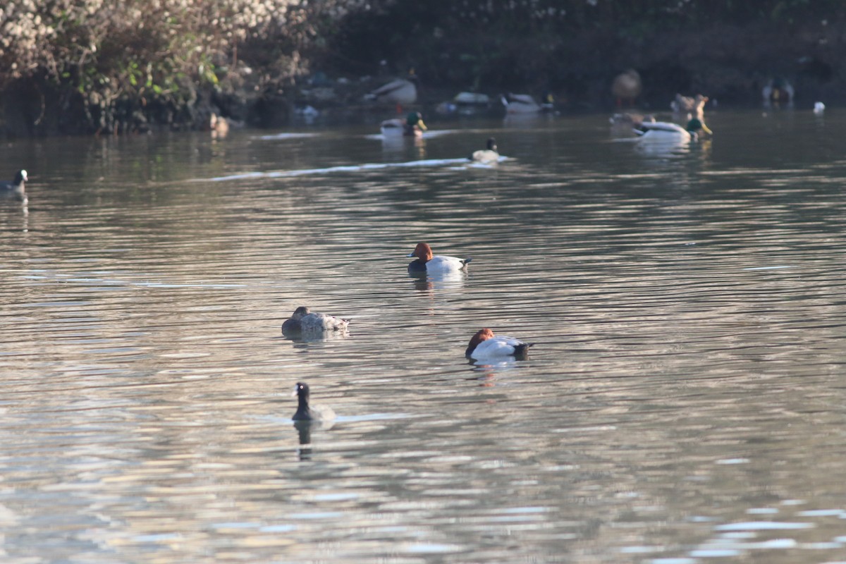 Common Pochard - ML647167698
