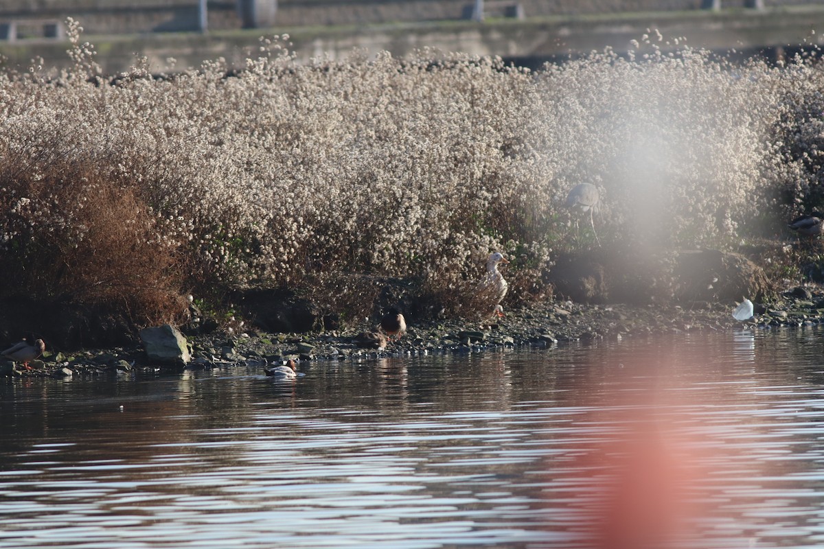 Common Pochard - ML647167699