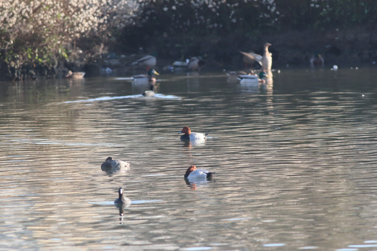 Common Pochard - ML647167700