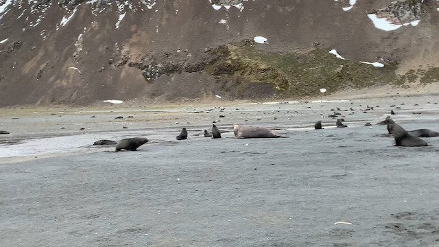 Southern Elephant Seal - ML647167708