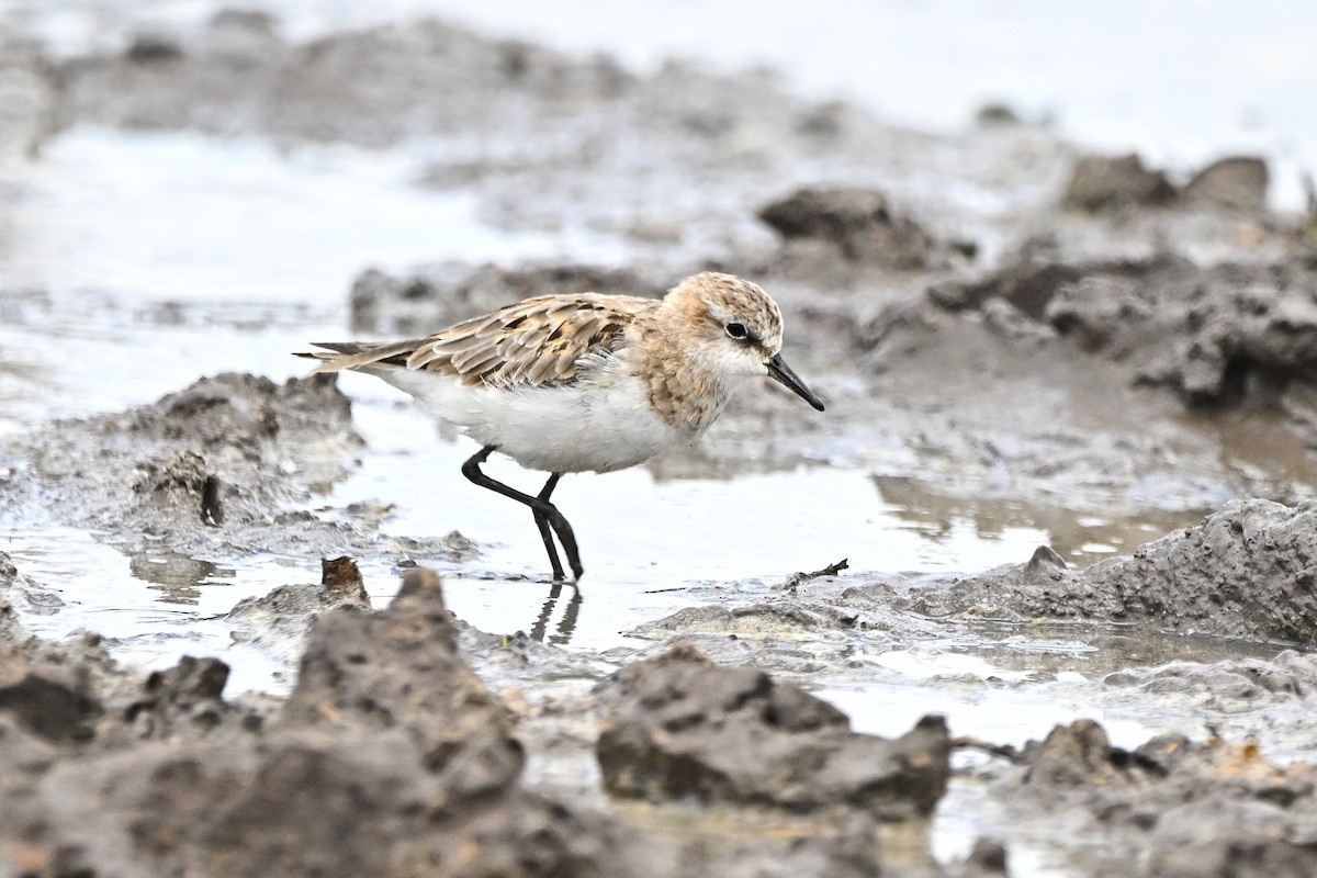 Little Stint - ML647167709