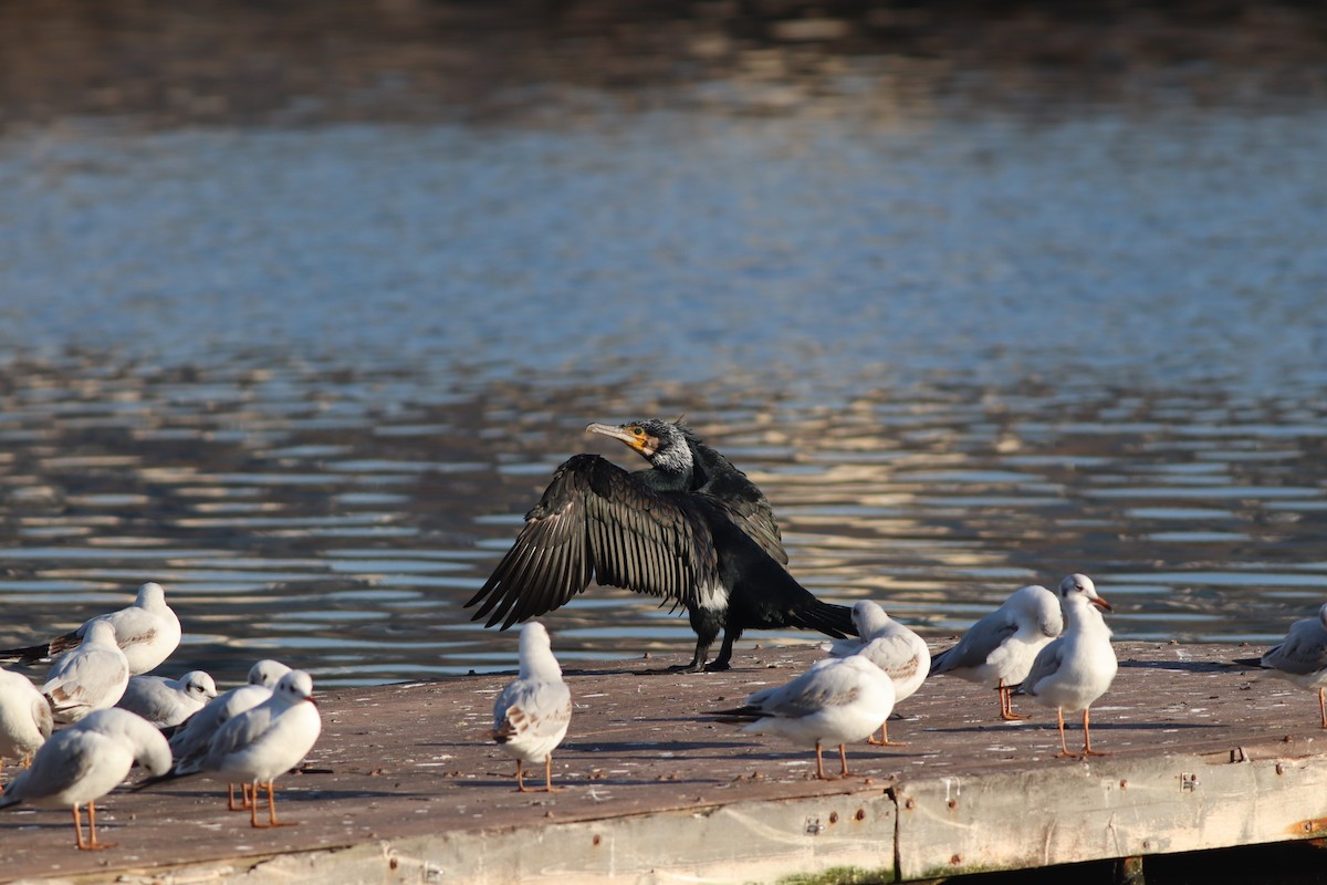 Black-headed Gull - ML647167710