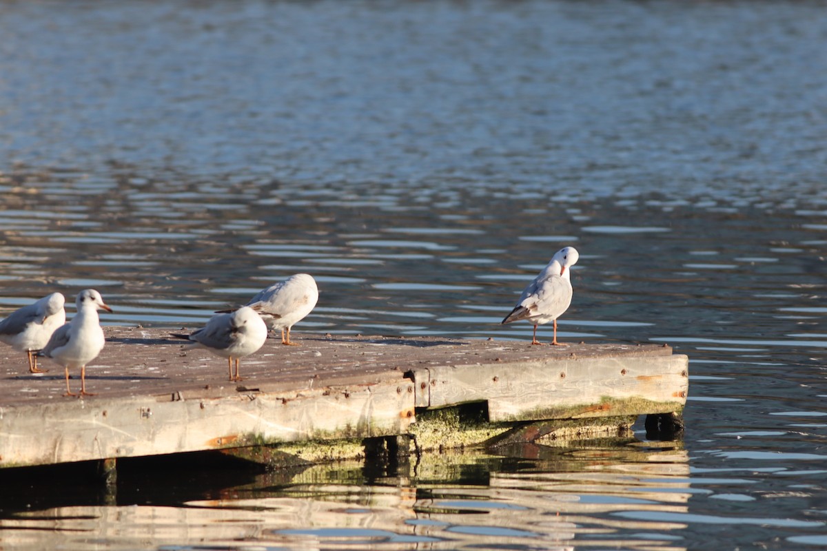 Black-headed Gull - ML647167711