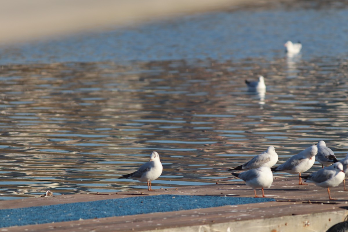 Black-headed Gull - ML647167712