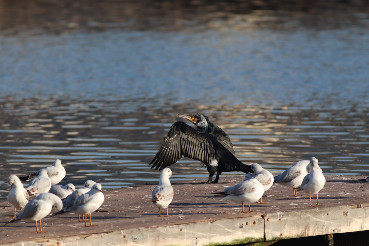 Black-headed Gull - ML647167713