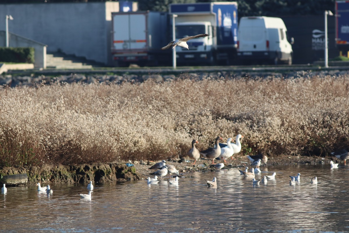 Black-headed Gull - ML647167714
