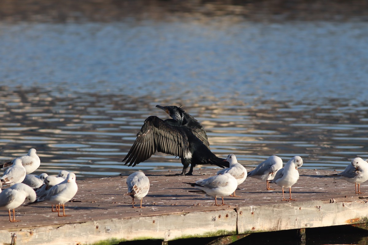 Black-headed Gull - ML647167715
