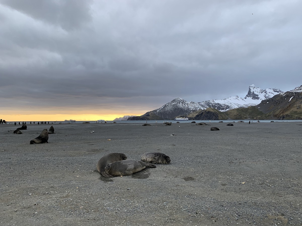 Southern Elephant Seal - ML647167722