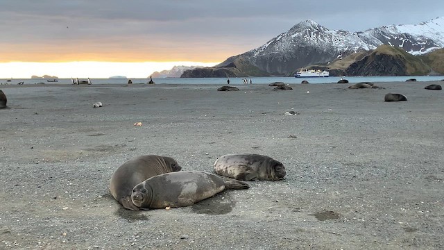 Southern Elephant Seal - ML647167723