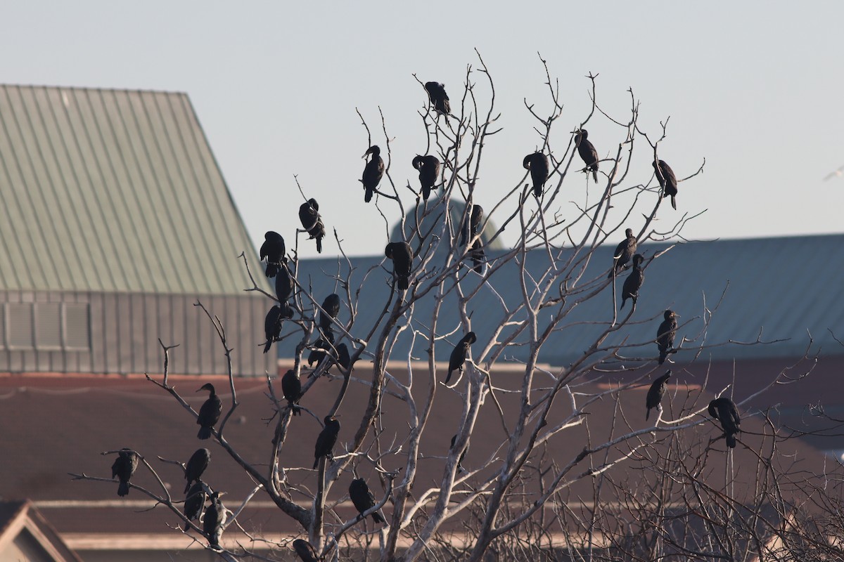 kormorán velký - ML647167724