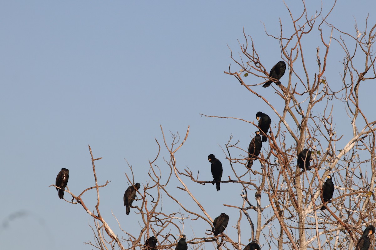 kormorán velký - ML647167725