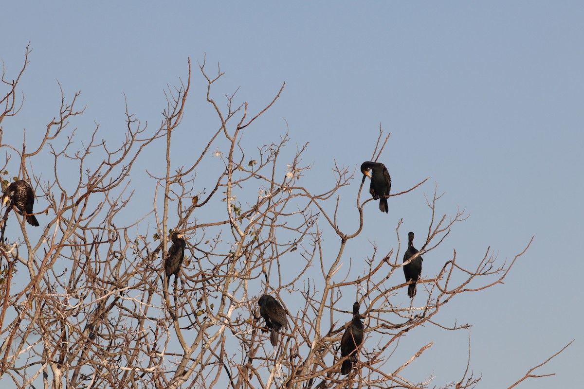 kormorán velký - ML647167726