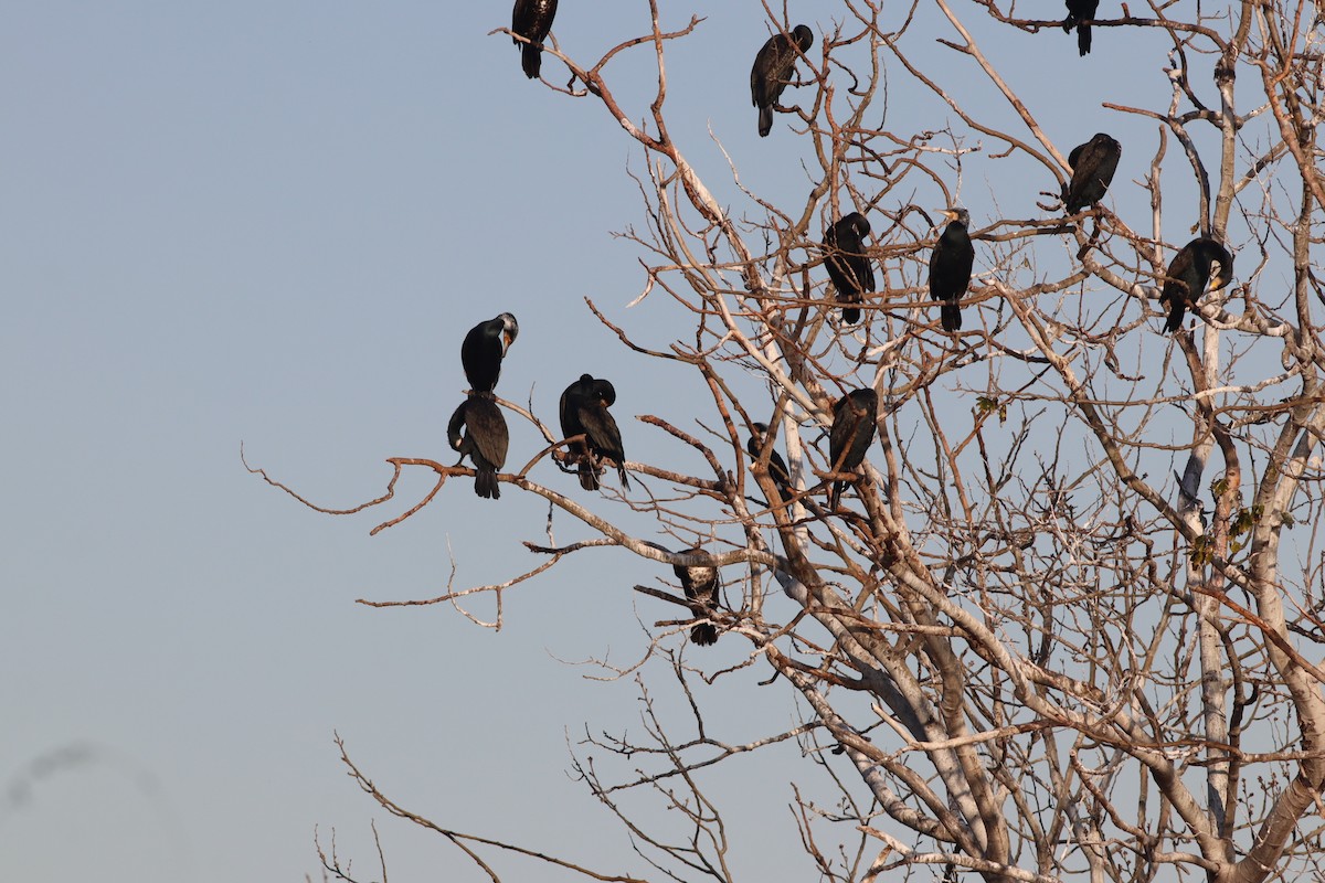 kormorán velký - ML647167727