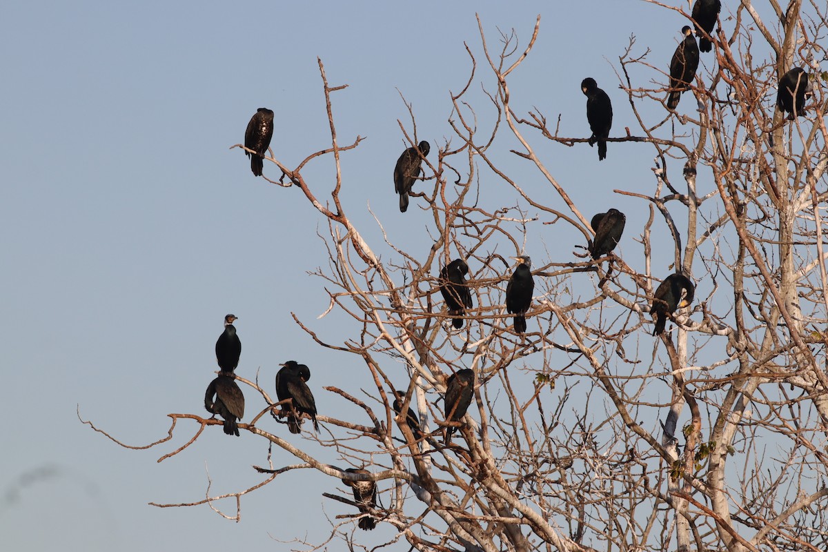 kormorán velký - ML647167728