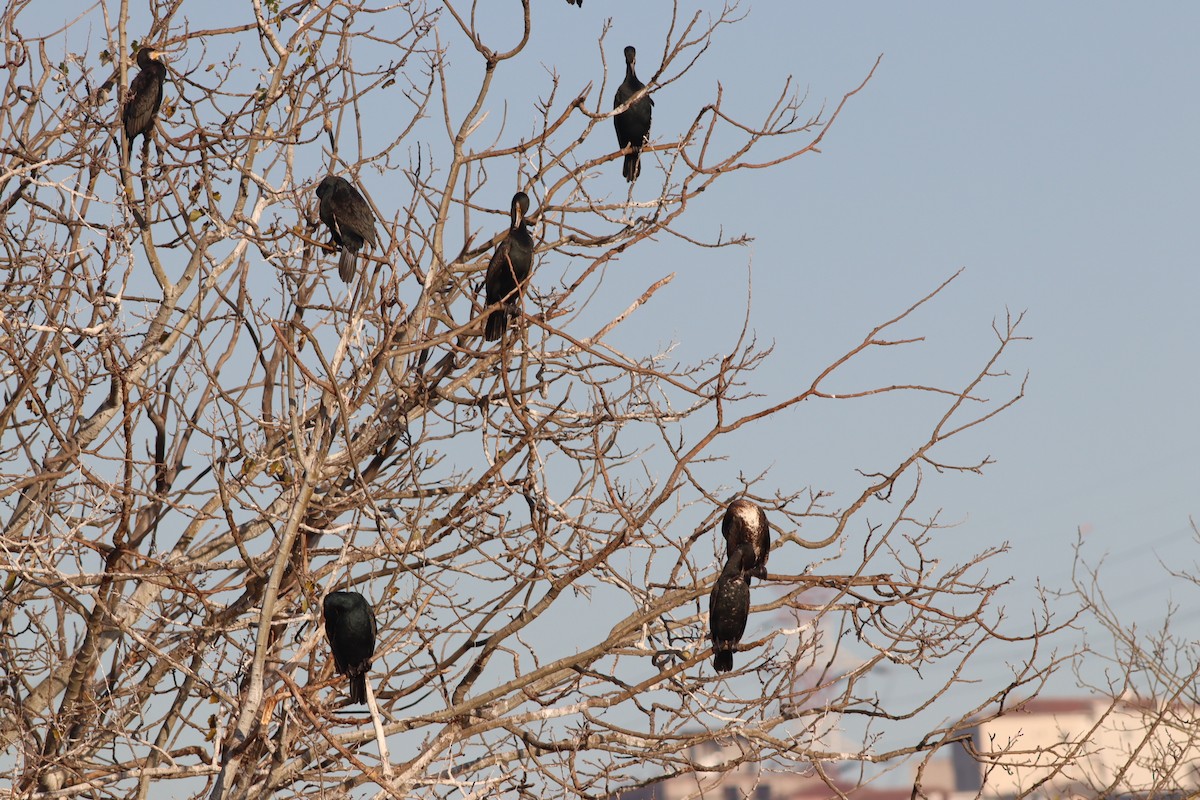 kormorán velký - ML647167729