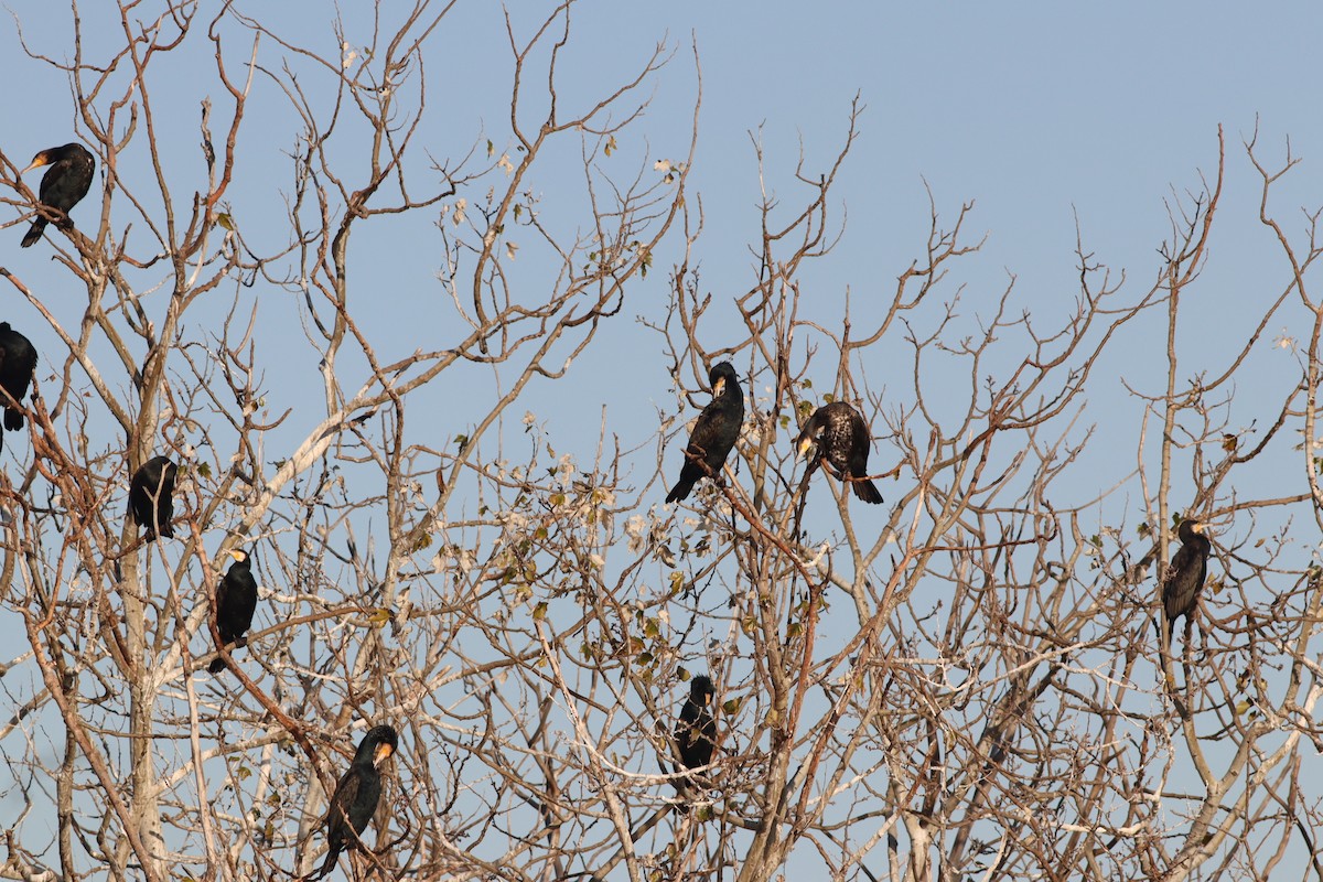 kormorán velký - ML647167730