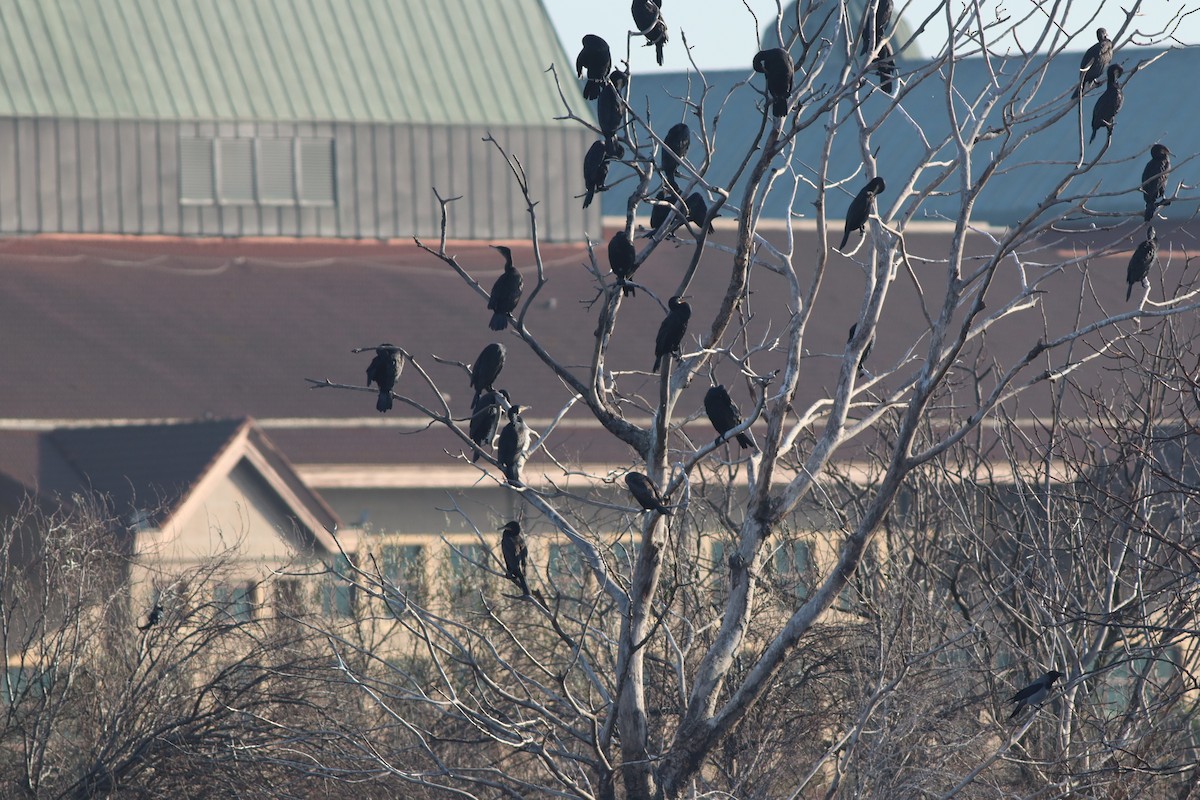 kormorán velký - ML647167731