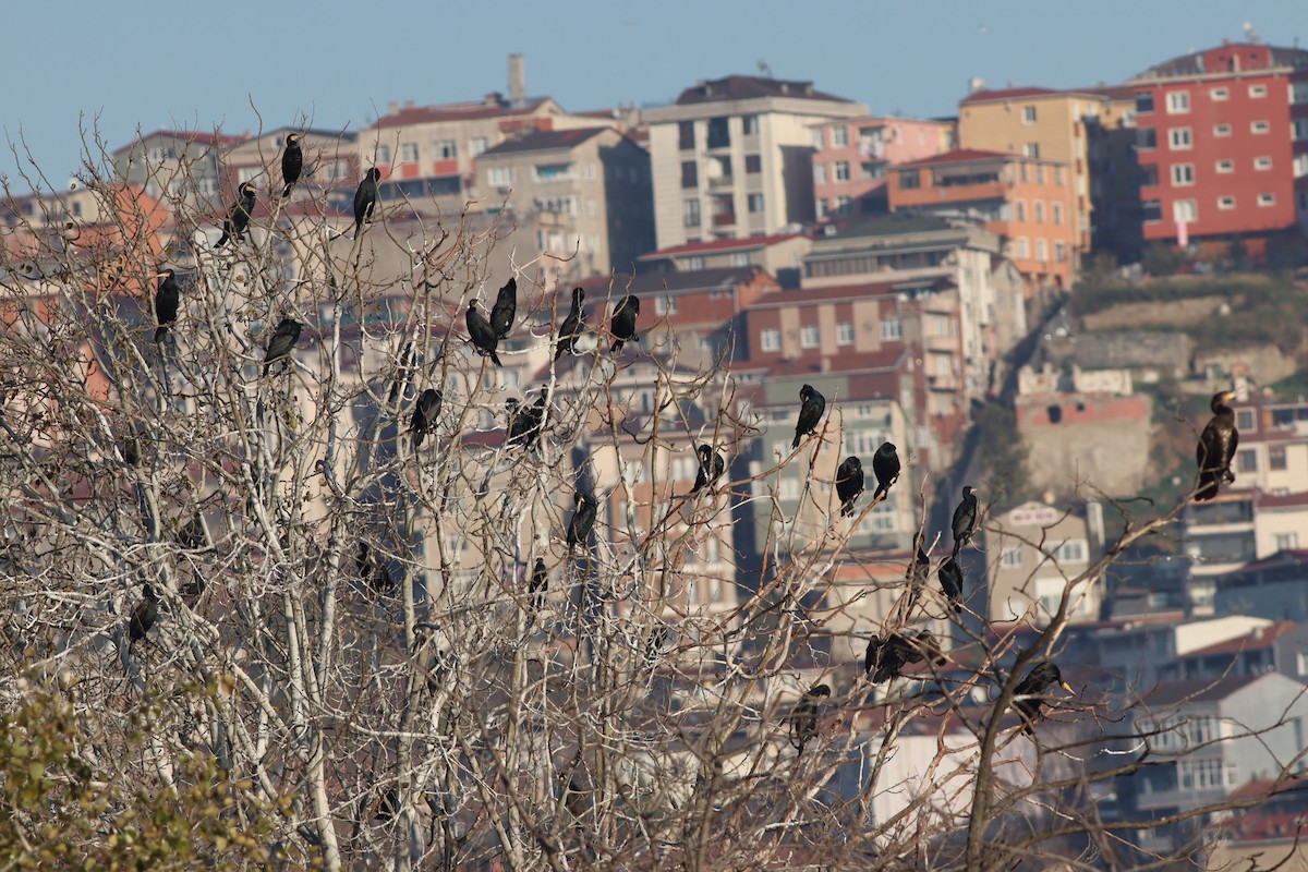 kormorán velký - ML647167732