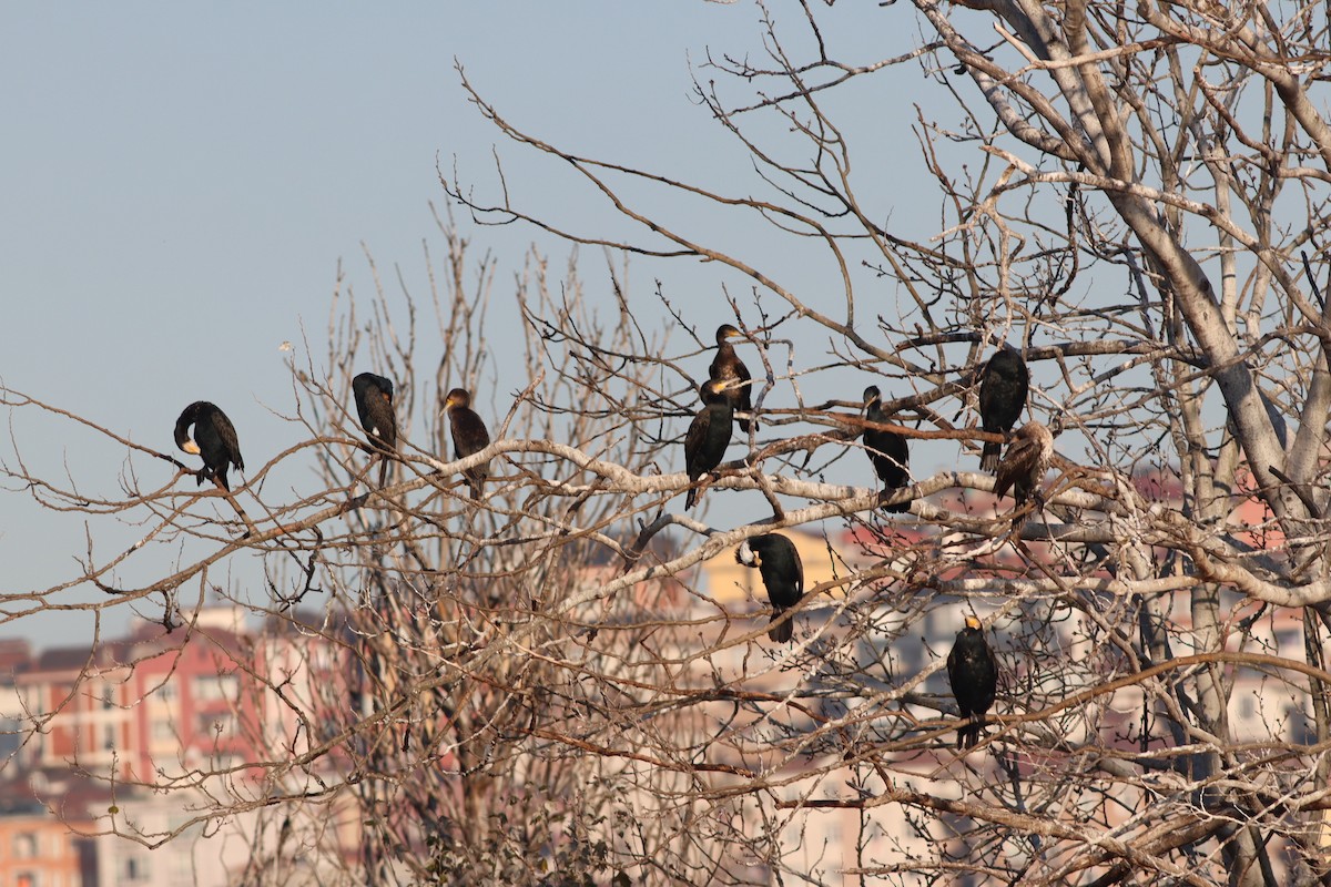 kormorán velký - ML647167733