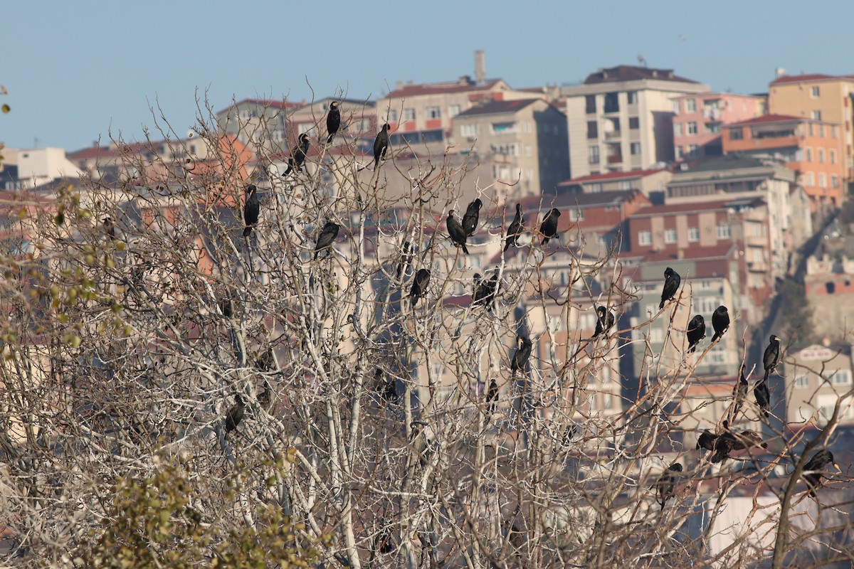 Ubarroi handia - ML647167734