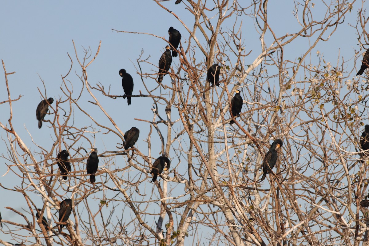 Ubarroi handia - ML647167735