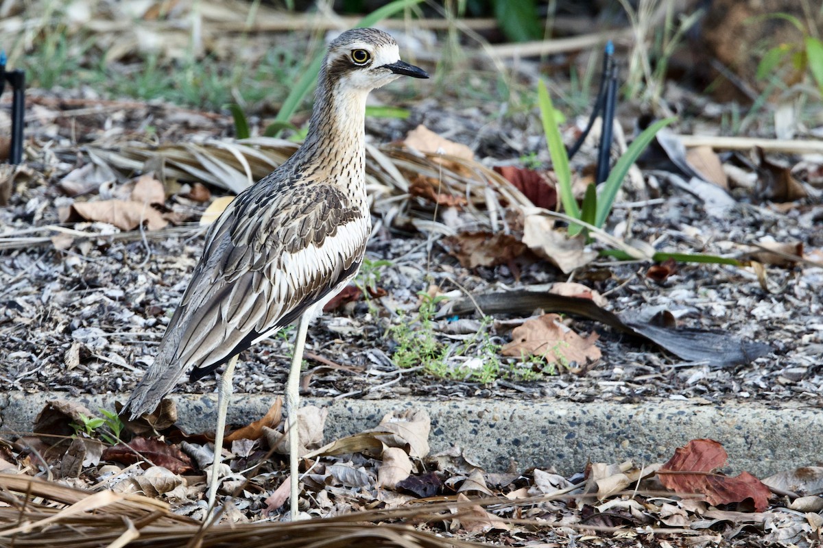 Bush Thick-knee - ML647167736
