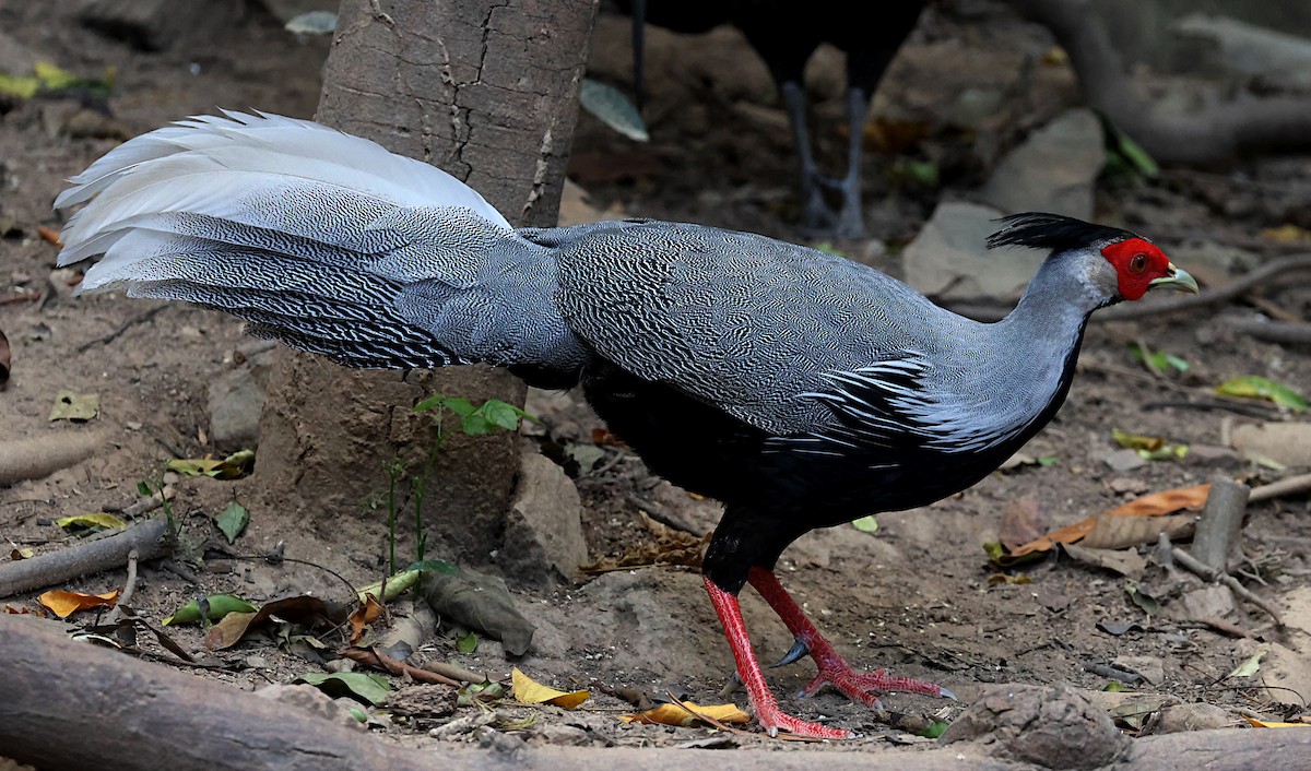 Kalij Pheasant - ML647167739