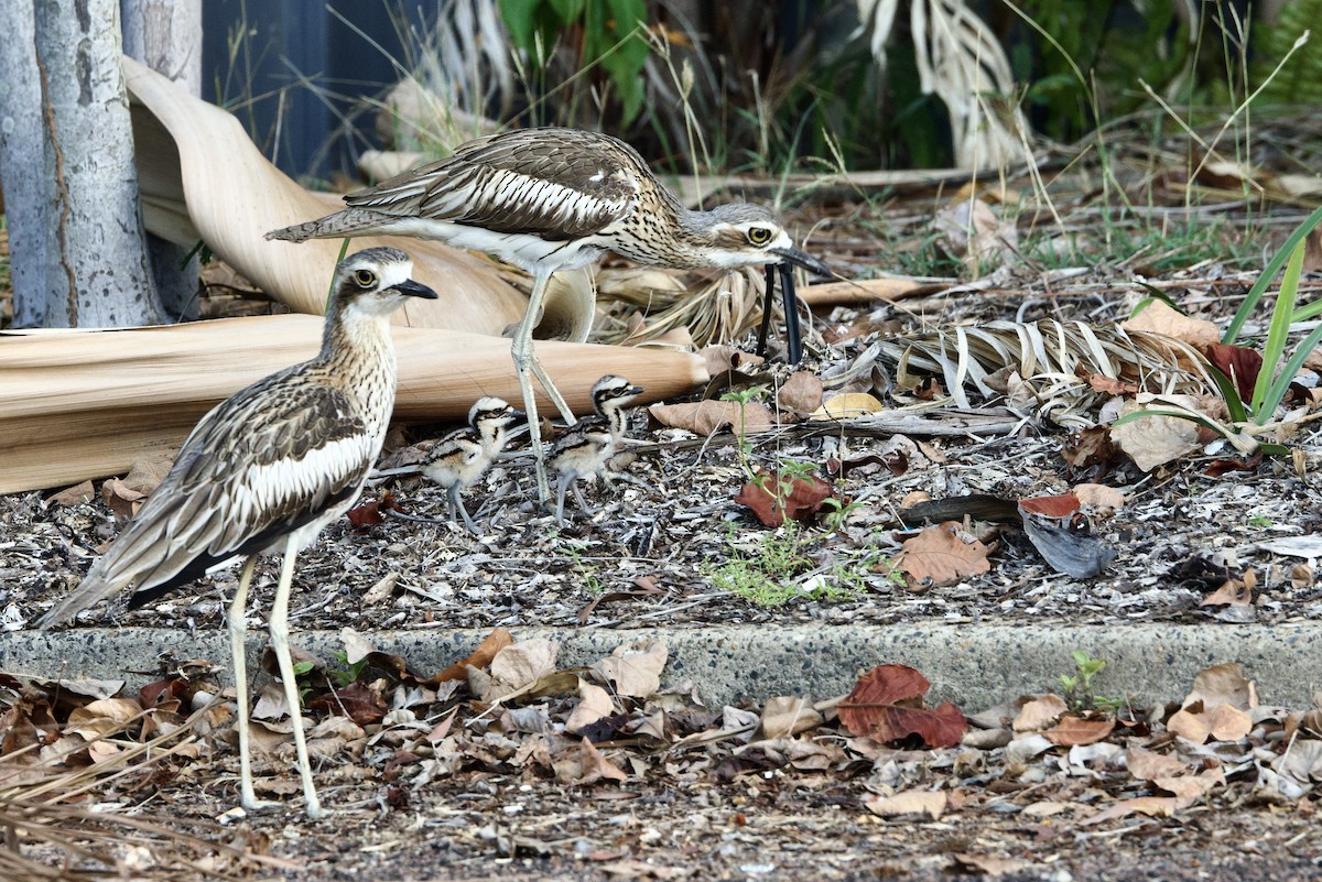 Bush Thick-knee - ML647167740