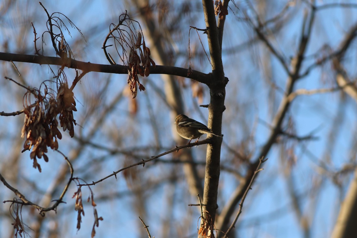 Txonta arrunta - ML647167741