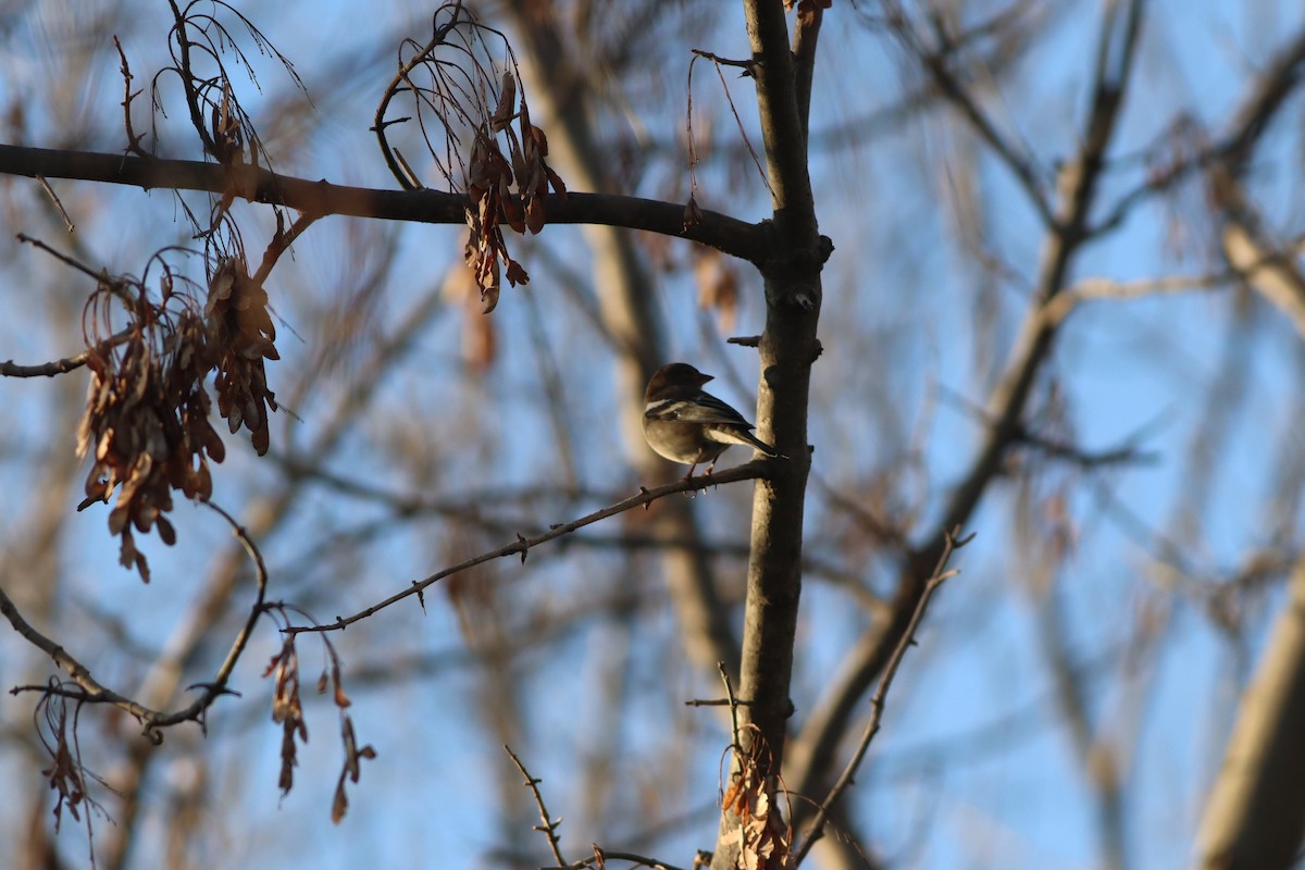 Txonta arrunta - ML647167742