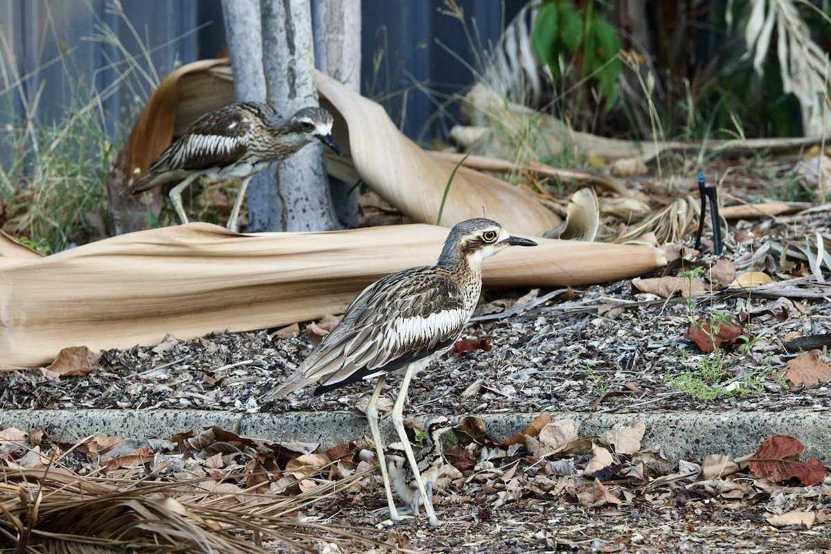 Bush Thick-knee - ML647167743