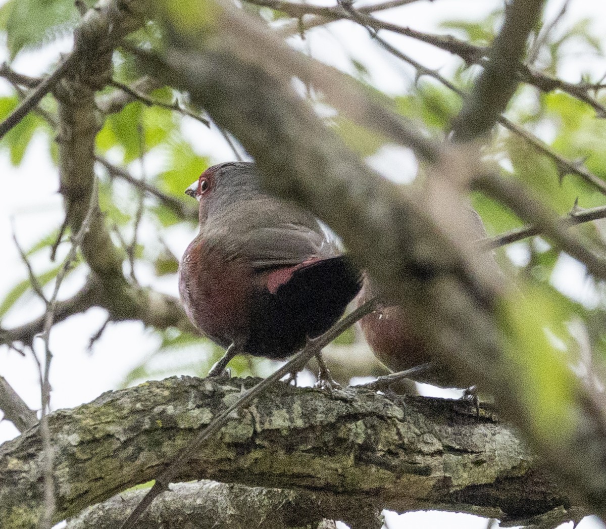 African Firefinch - ML647167744