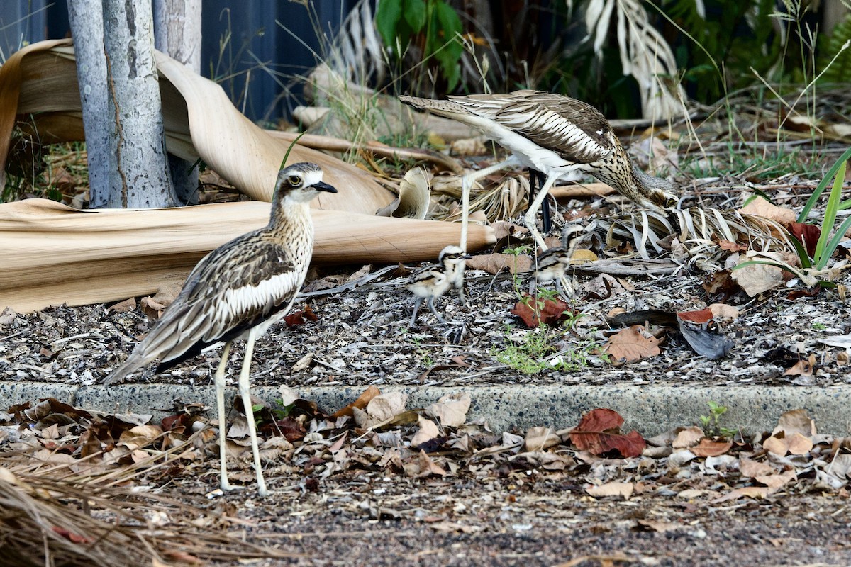 Bush Thick-knee - ML647167745