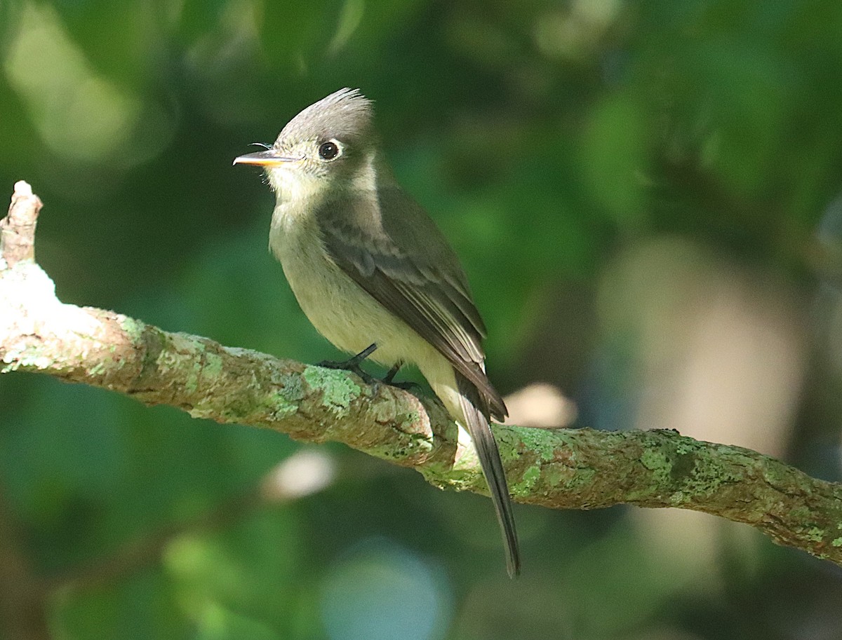 Cuban Pewee - ML647167746