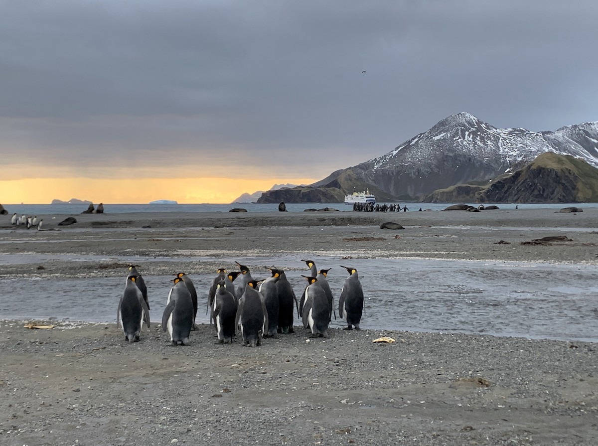 King Penguin - ML647167747