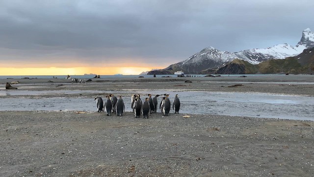 King Penguin - ML647167748