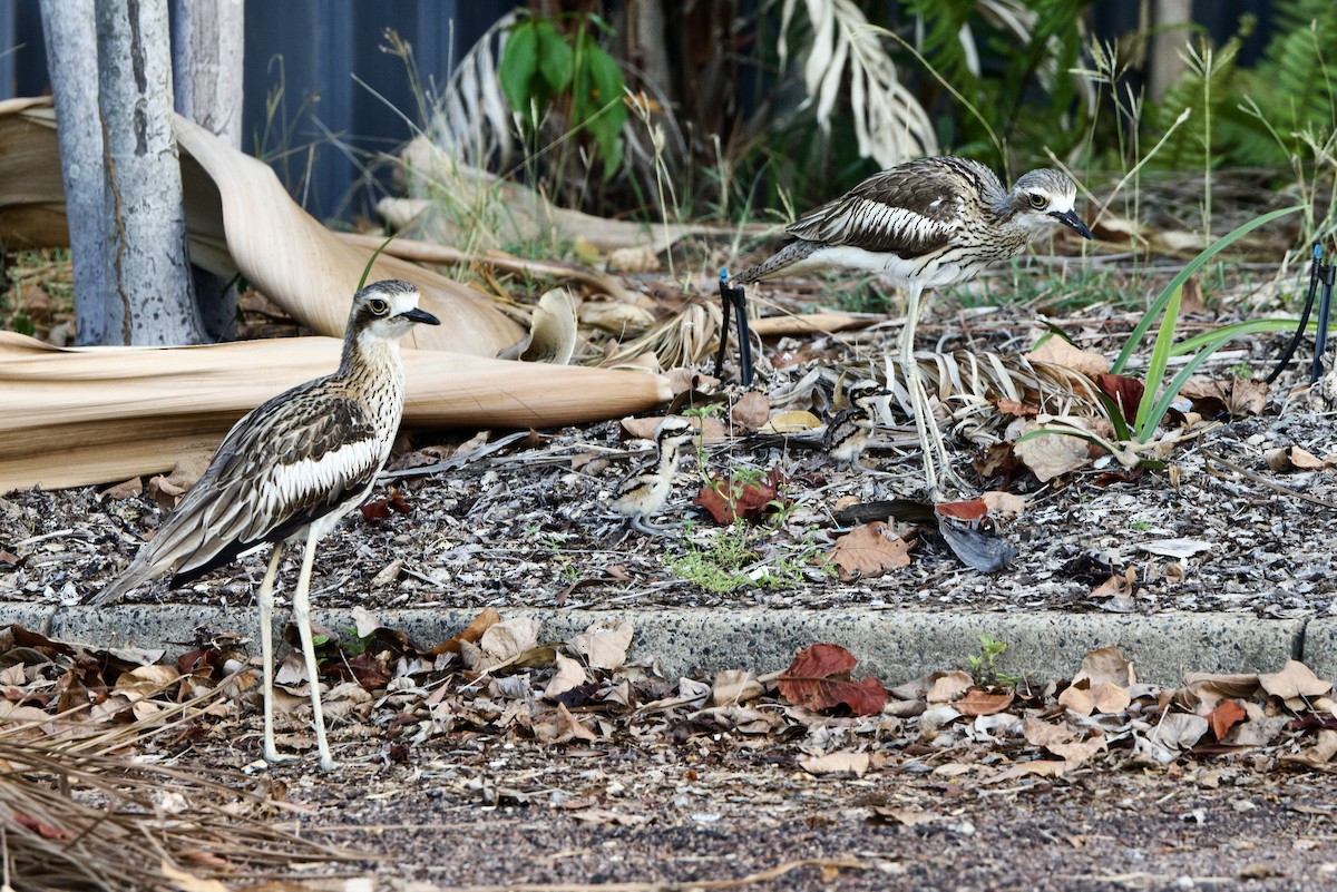 Bush Thick-knee - ML647167749