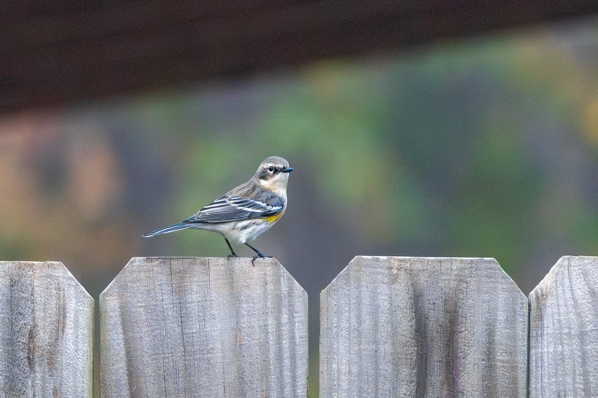 Yellow-rumped Warbler - ML647167750