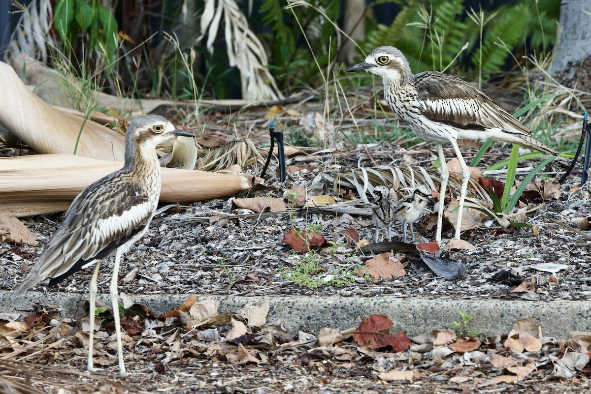 Bush Thick-knee - ML647167751