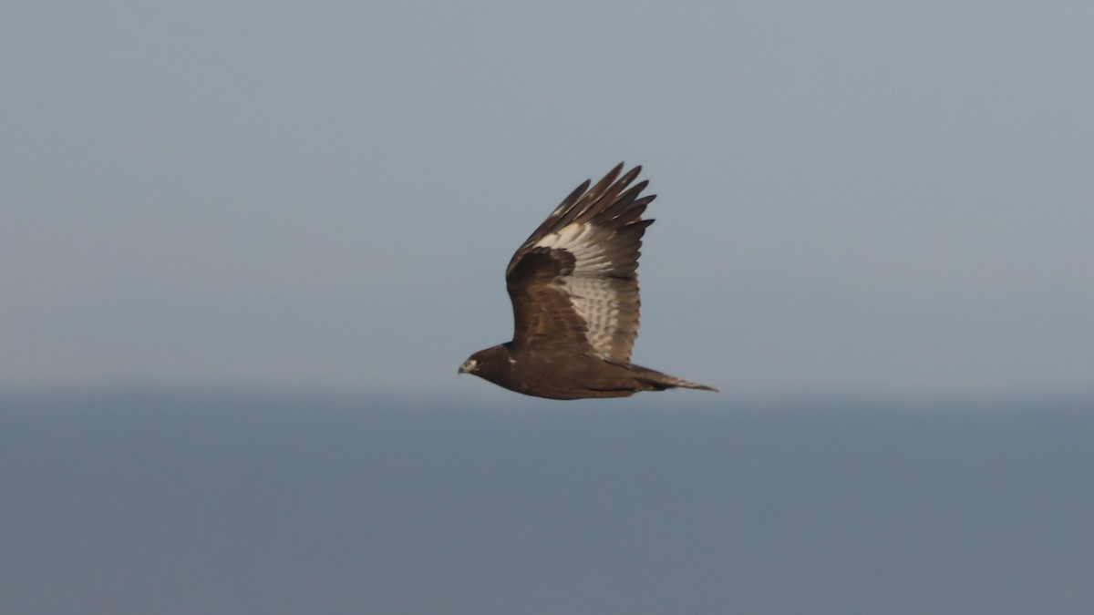 káně stepní - ML647167758