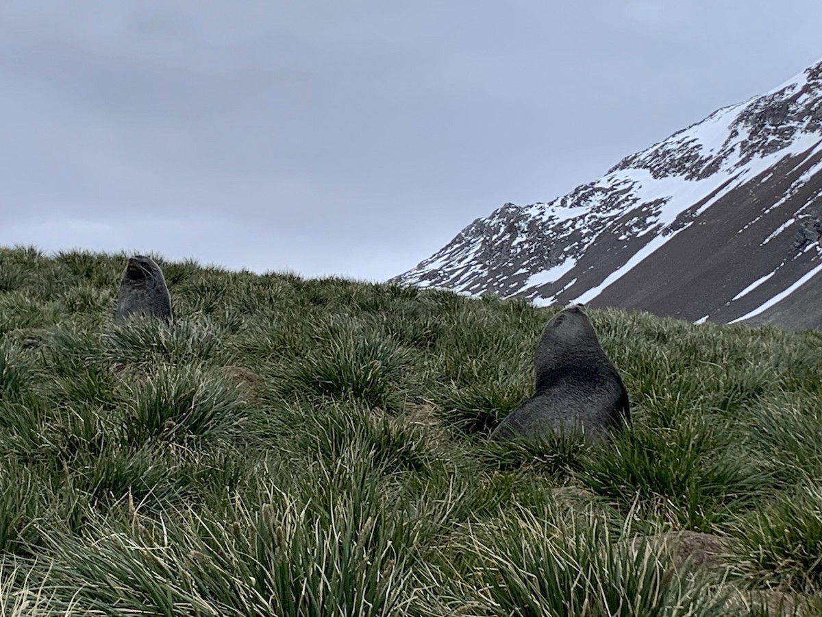 Antarctic Fur Seal - ML647167761