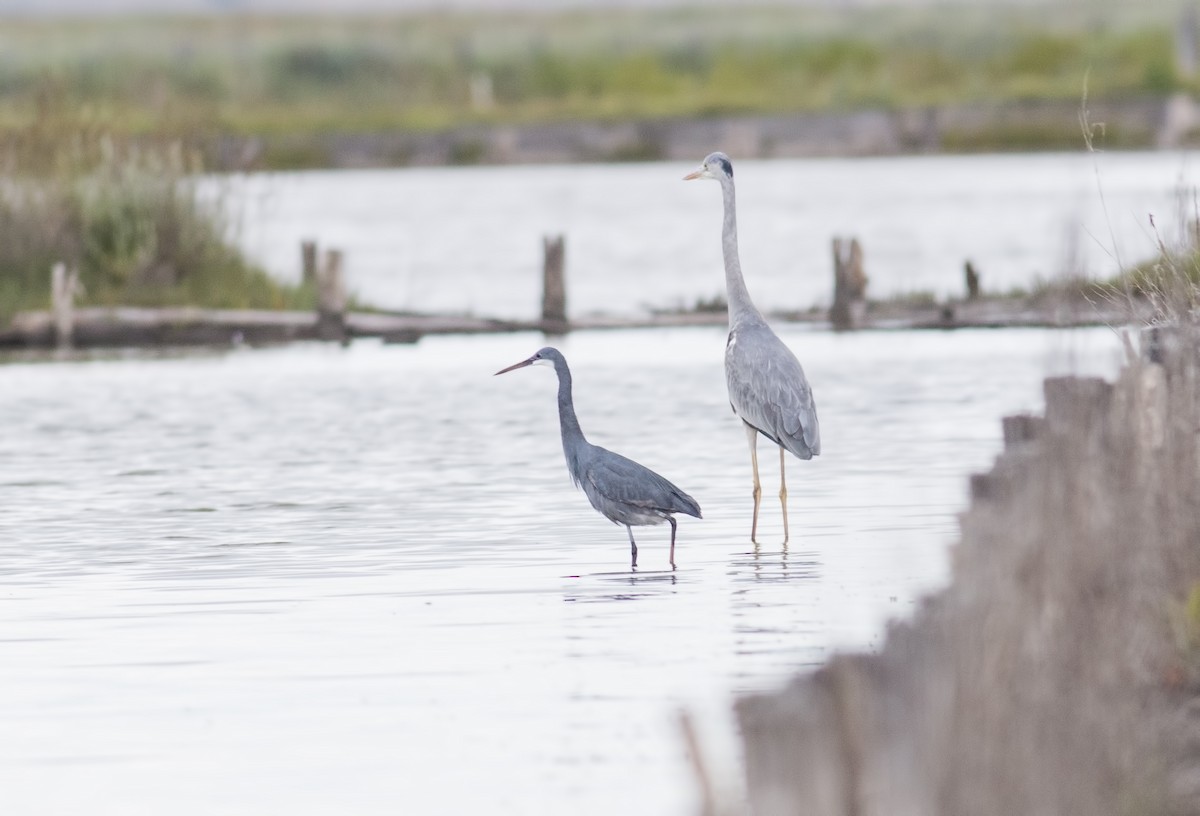 アフリカクロサギ - ML647167763