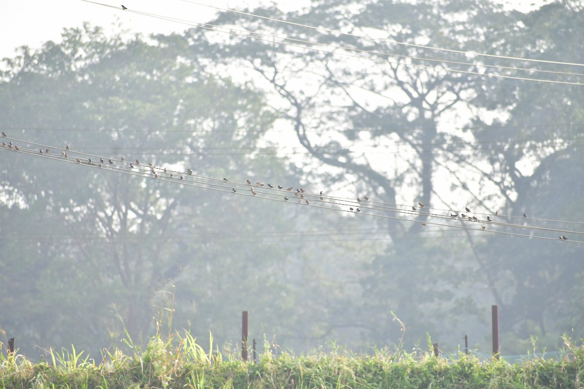 White-rumped Munia - ML647167764