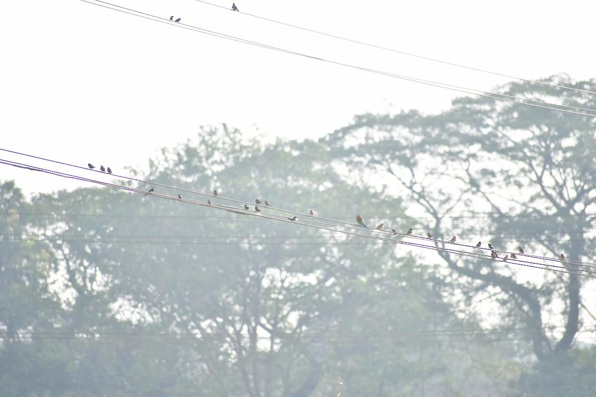 White-rumped Munia - ML647167765