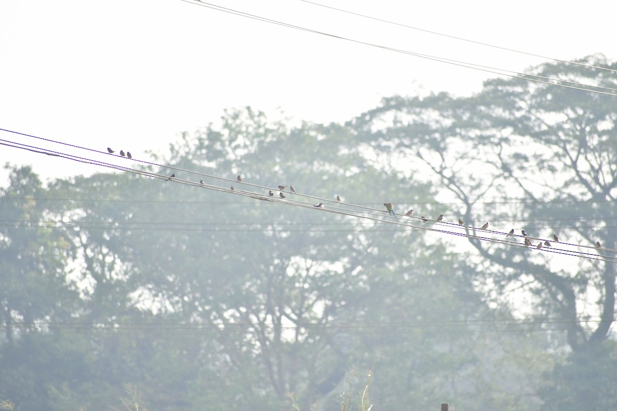 White-rumped Munia - ML647167766