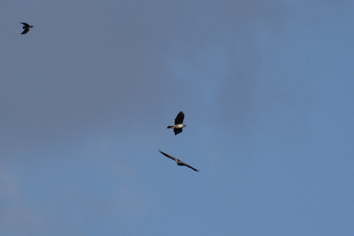 Bonelli's Eagle - ML647167768