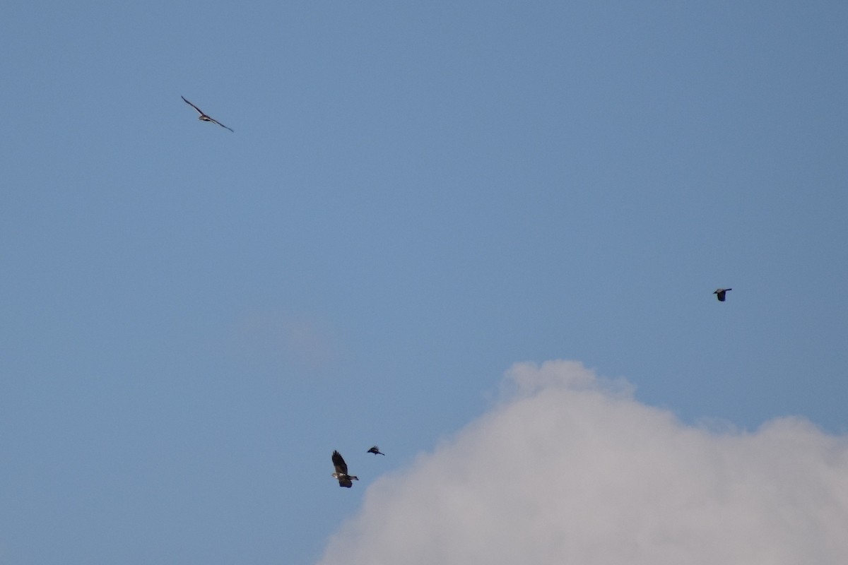 Bonelli arranoa - ML647167769