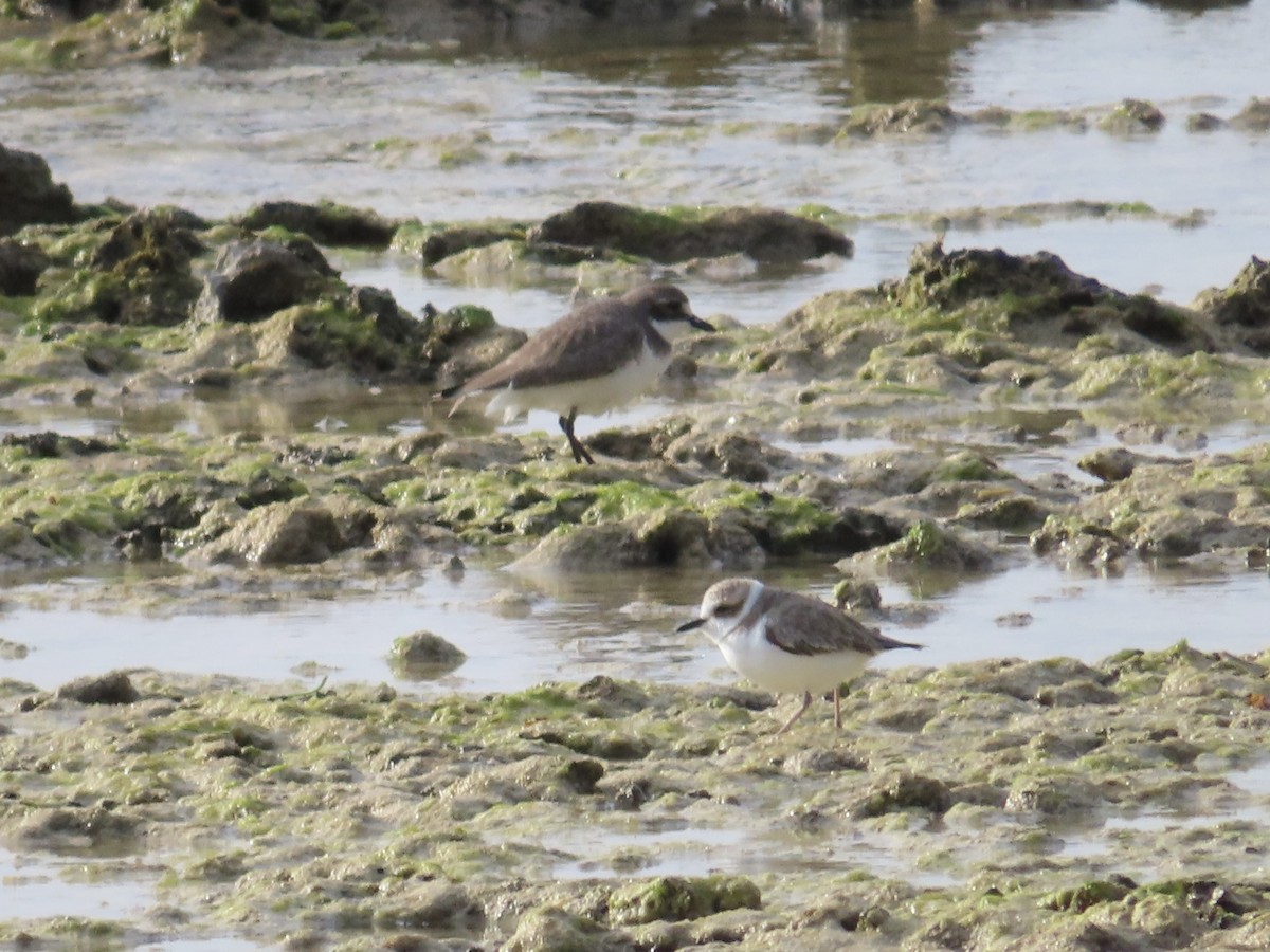 Txirritxo mongoliarra - ML647167770