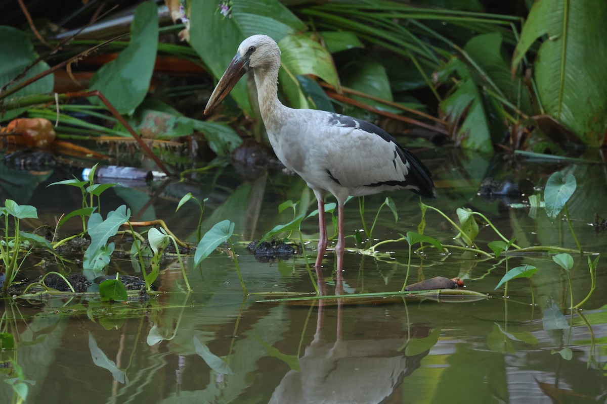 Matxardamoko zuria - ML647167771