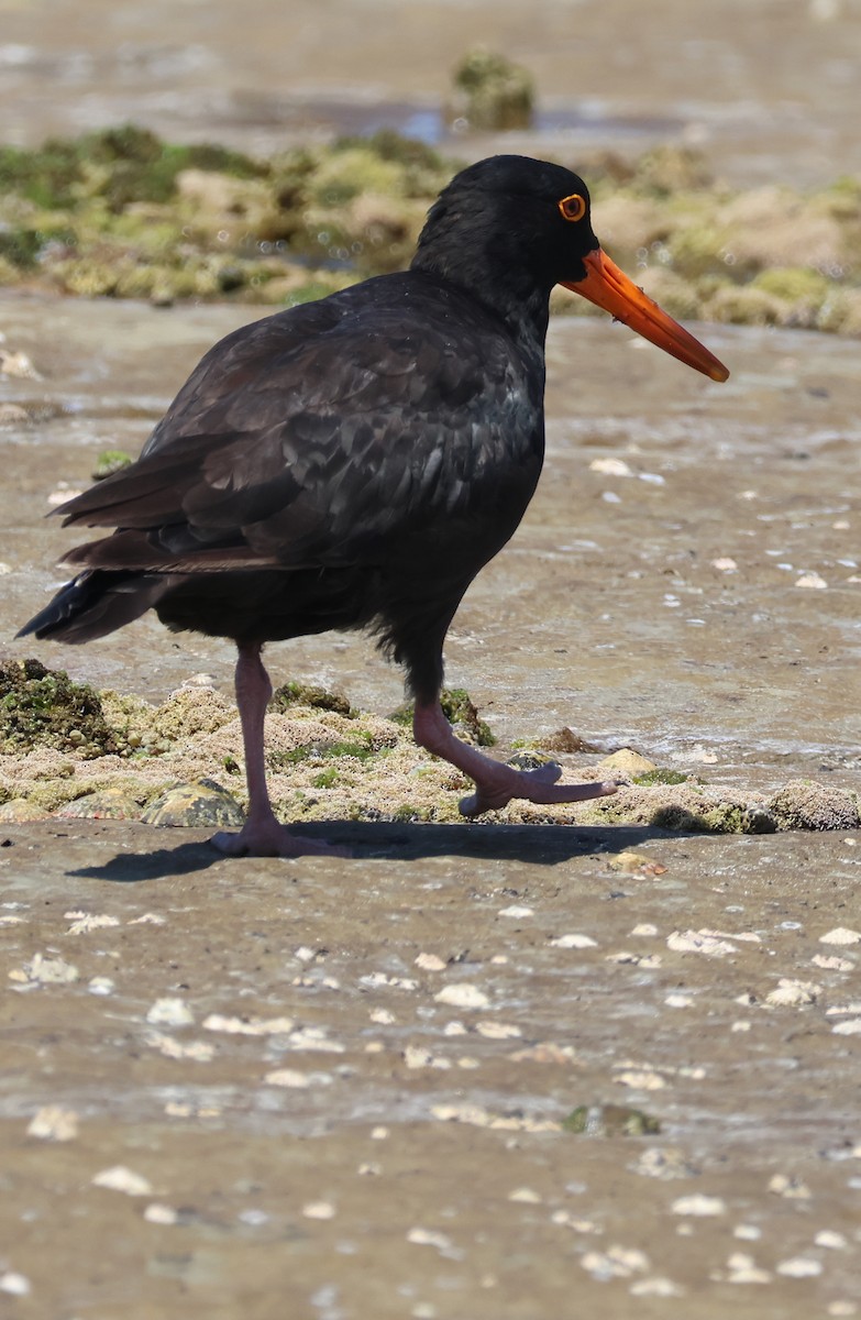 Itsas mika beltz australiarra - ML647167772